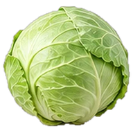 Cabbage